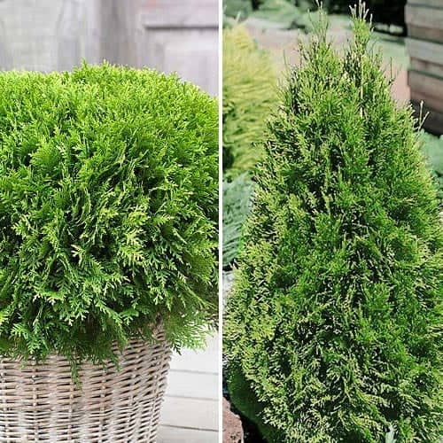 Neverjetna ponudba! Iglavci Duo, set 2 sadik slika 1 članek 9468