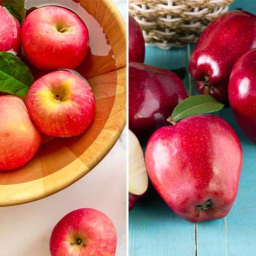 Neverjetna ponudba! Jablana Duo, set sadik 2 sort slika 1 članek 5872