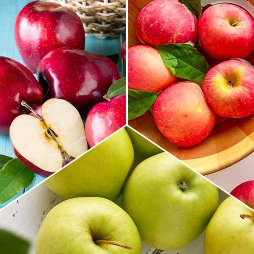 Neverjetna ponudba! Jablana Trio, set 3 sort slika 1 članek 6945