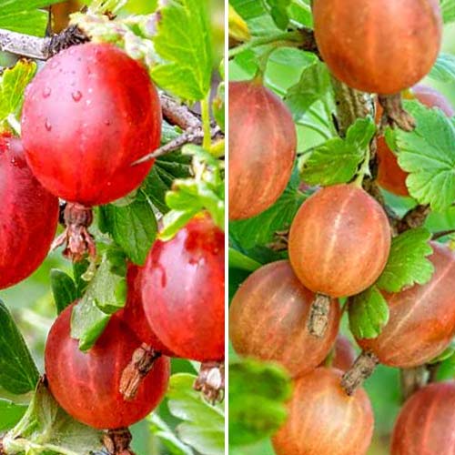 Neverjetna ponudba! Kosmulja brez trnov, set 2 sort slika 1 članek 8042