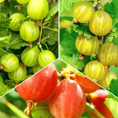 Neverjetna ponudba! Kosmulja Trio, set 3 sort slika 1 članek 5846