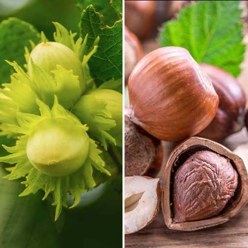 Neverjetna ponudba! Leska Duo, set 2 sort slika 1 članek 5675