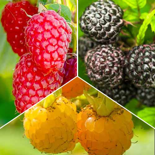 Neverjetna ponudba! Malina Trio, set 3 sort slika 1 članek 8041