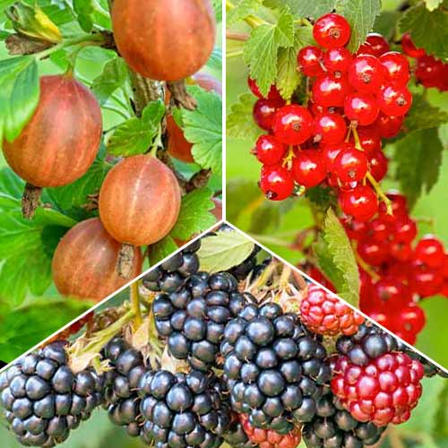 Neverjetna ponudba! Multivitaminski trio, set 3 sort slika 1 članek 5848