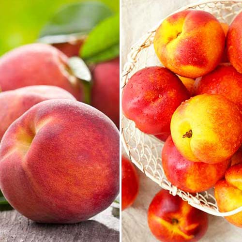 Neverjetna ponudba! Nektarina in breskev Duo, set 2 sort slika 1 članek 4877