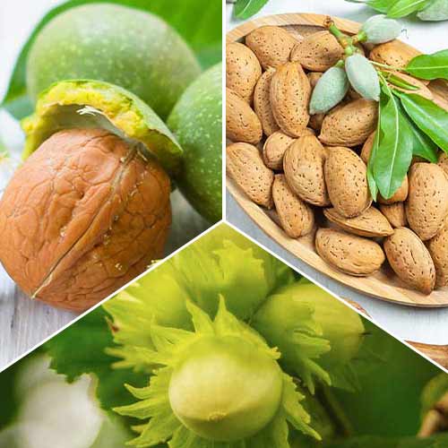 Neverjetna ponudba! Oreški, set 3 sort slika 1 članek 6944