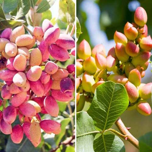 Neverjetna ponudba! Pistacija, set sadik 2 sort slika 1 članek 4883