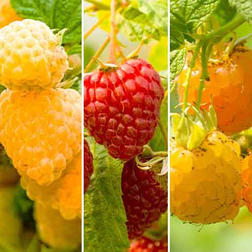 Neverjetna ponudba! Remontantna malina Trio, set 3 sort slika 1 članek 5844