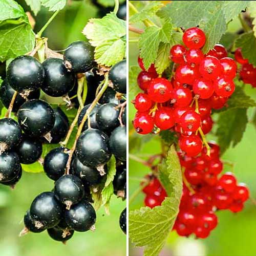 Neverjetna ponudba! Ribez Dut, set 2 sort slika 1 članek 5849