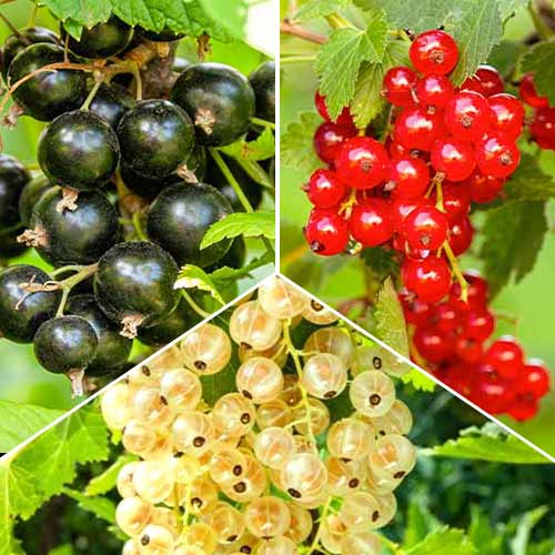 Neverjetna ponudba! Ribez Trio, set 3 sort slika 1 članek 5845