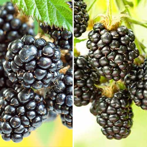 Neverjetna ponudba! Robida Duet, set 2 sort slika 1 članek 5390