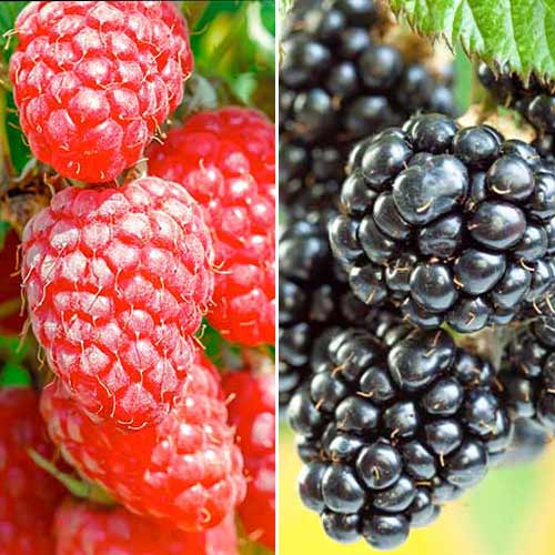 Neverjetna ponudba! Robida in malina Duet, set 2 sort slika 1 članek 7643