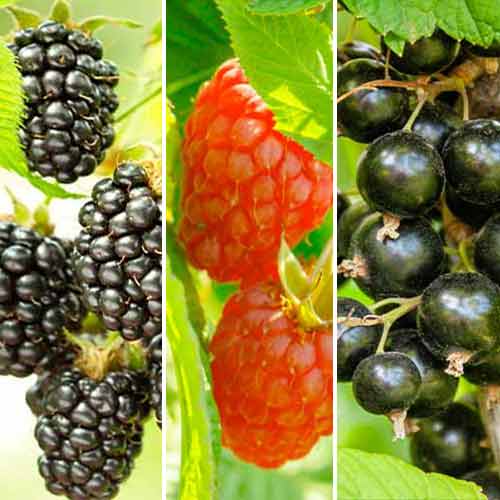 Neverjetna ponudba! Sadje za smoothiei, set 3 sort slika 1 članek 5847