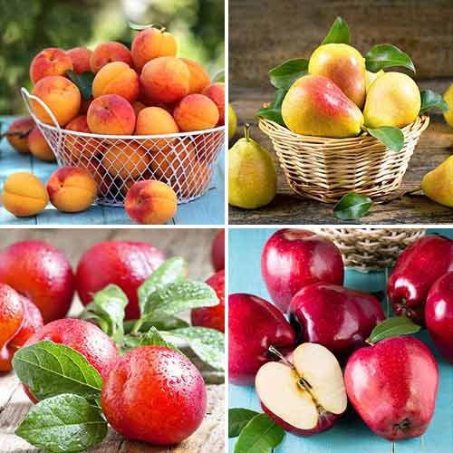 Neverjetna ponudba! Sadni kvartet, set 4 sort slika 1 članek 5873