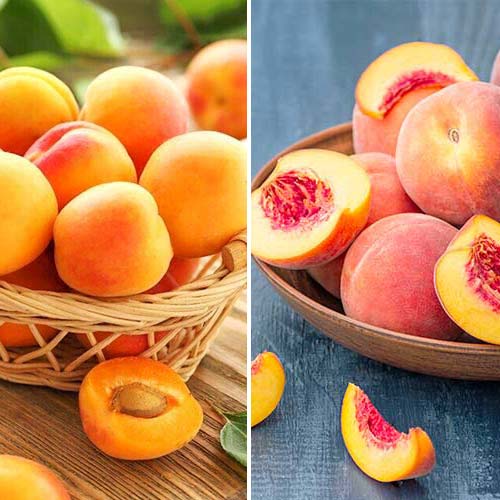 Neverjetna ponudba! Sadno drevje, set 2 sort slika 1 članek 5676