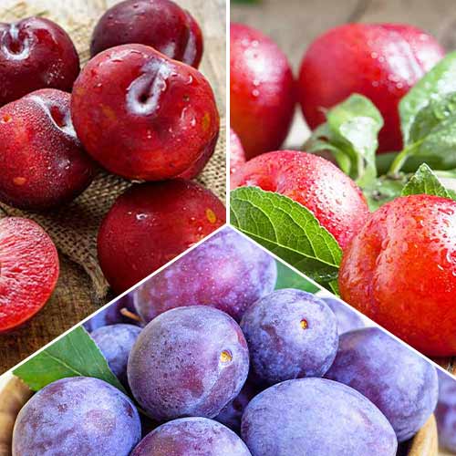 Neverjetna ponudba! Slive Trio, set 3 sort slika 1 članek 5674