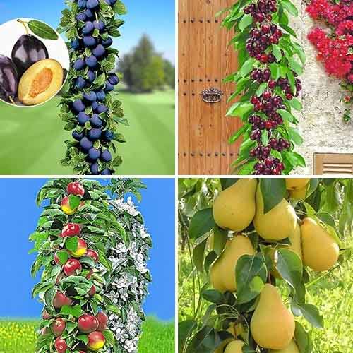 Neverjetna ponudba! Stebrasta drevesa Domači sadovnjak, set 4 sort slika 1 članek 1955