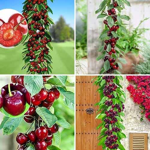 Neverjetna ponudba! Stebričaste češnje Kvartet, set 4 sadik slika 1 članek 1981