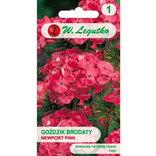 Newport Pink bradati nagelj slika 1 članek 78602