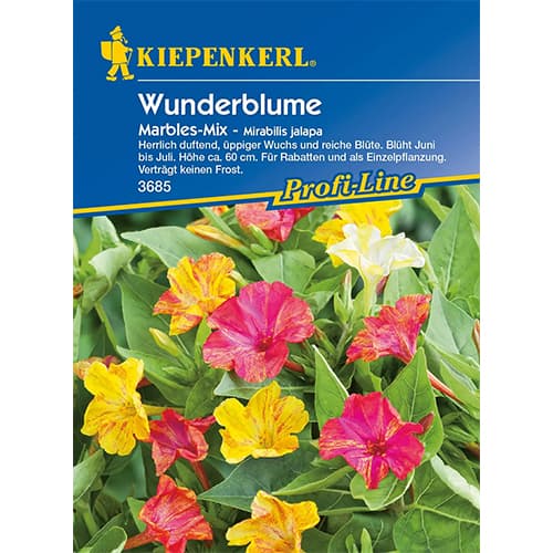 Nočna lepotica Mables, večbarvna mešanica slika 1 članek 87762