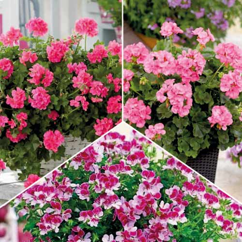 Odlična ponudba! Rastline proti komarjem, set 3 vrst slika 1 članek 77818