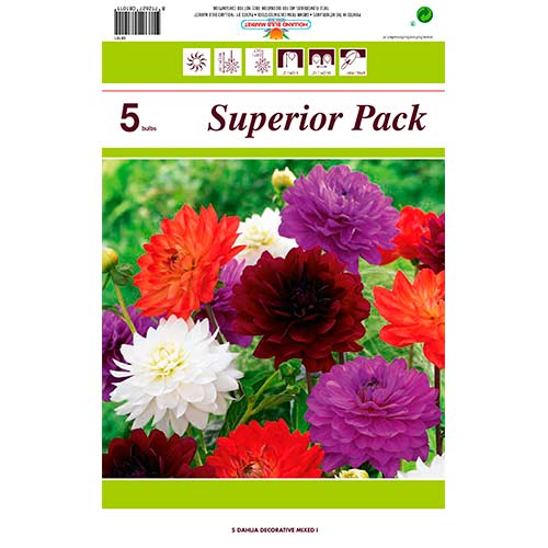 Okrasna dalija večbarvna mešanica slika 1 članek 76415