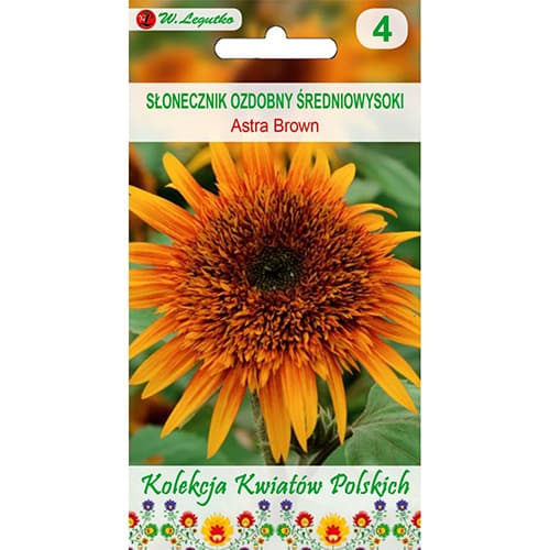Okrasna sončnica Astra Brown slika 1 članek 96746