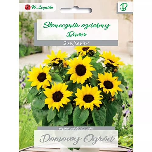 Okrasna sončnica Baver slika 1 članek 69662