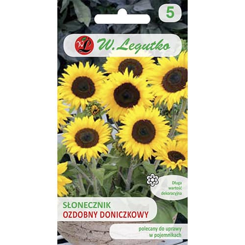 Okrasna sončnica Polino Cola slika 1 članek 69627