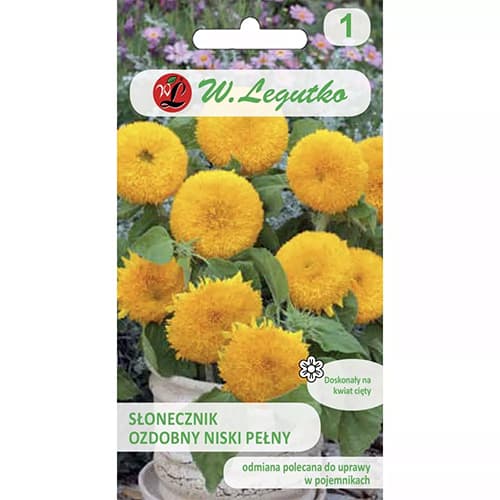 Okrasna sončnica Teddy Bear slika 1 članek 69629