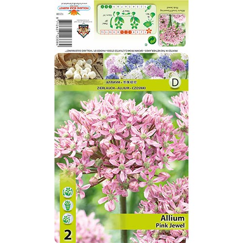 Okrasni luk (Allium) Pink Jewel slika 1 članek 67300