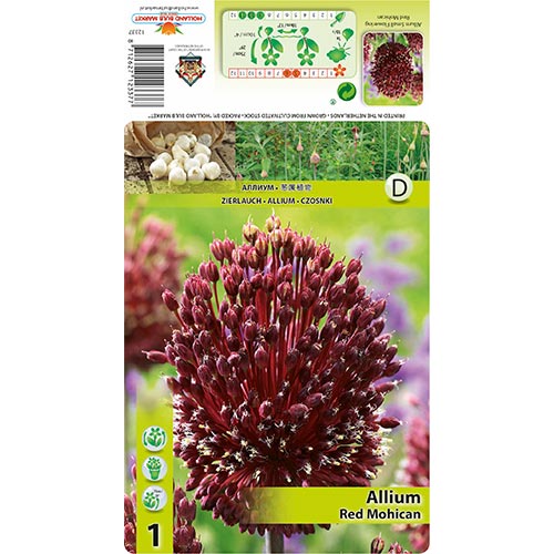 Okrasni luk (Allium) Red Mohican slika 1 članek 68122