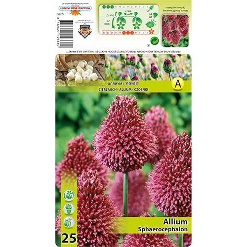 Okrasni luk (Allium) Sphaerocephalon slika 1 članek 68397