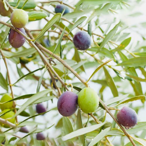 Oljka Amfisis, C2 slika 1 članek 9679