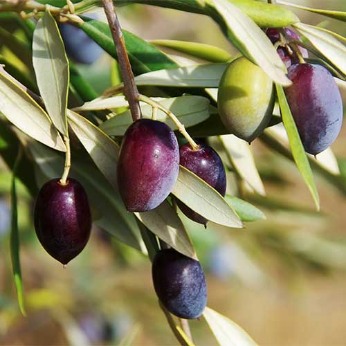 Oljka Arbequina, С2 slika 1 članek 7964