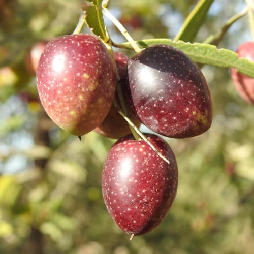 Oljka Carolea, C2 slika 1 članek 9680