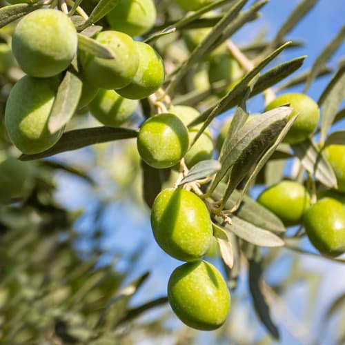 Oljka Damaskinati, C2 slika 1 članek 9682