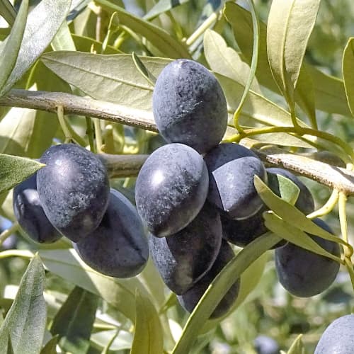 Oljka Kalamon, C2 slika 1 članek 9683