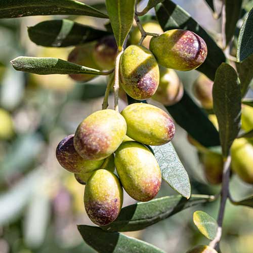 Oljka Prodromoy, С2 slika 1 članek 7963