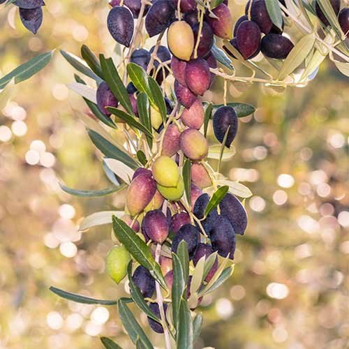 Oljka (stebričasta) Arbequina slika 1 članek 2017