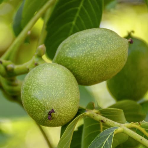 Oreh Franquette, C2 slika 1 članek 9686