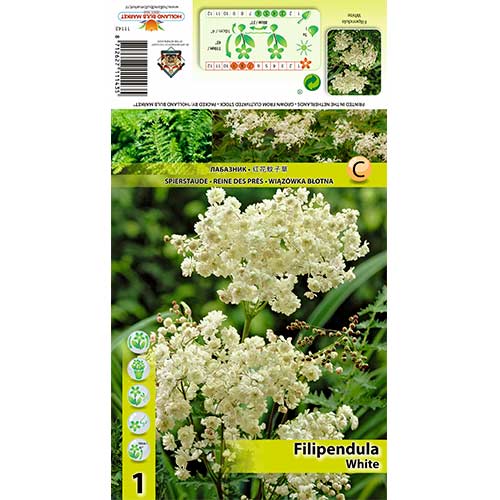 Oslad (Filipendula) Alba slika 1 članek 70387