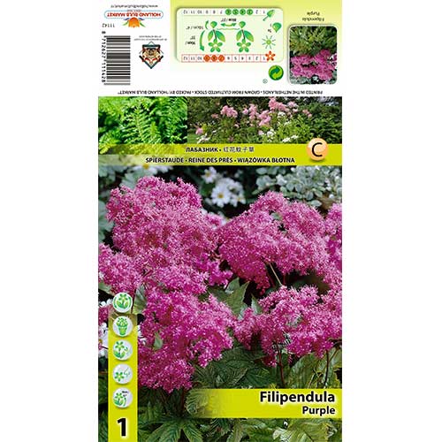 Oslad (Filipendula) Purple slika 1 članek 70388