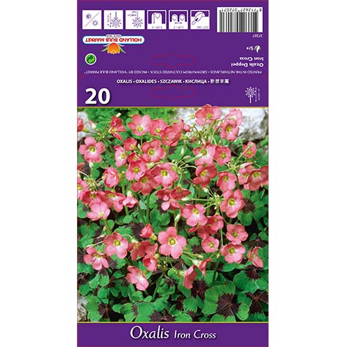 Zajčja detlica (Oxalis) Iron Cross slika 1 članek 67671