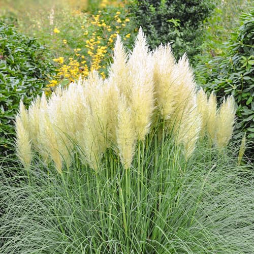 Pampaška trava Pumila, P9 slika 1 članek 5447