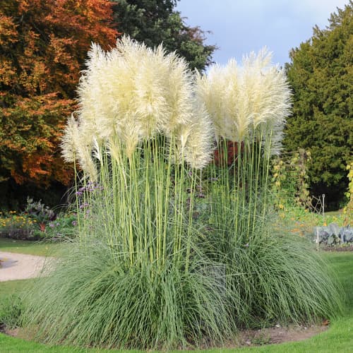 Pampaška trava White Feather, С2 slika 1 članek 4753