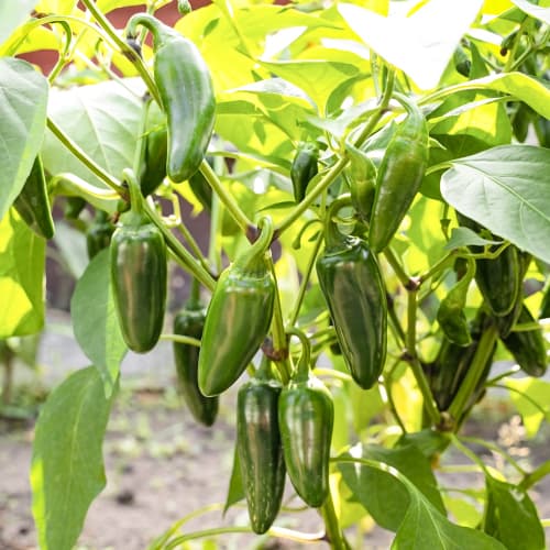 Paprika Cancan slika 1 članek 50068