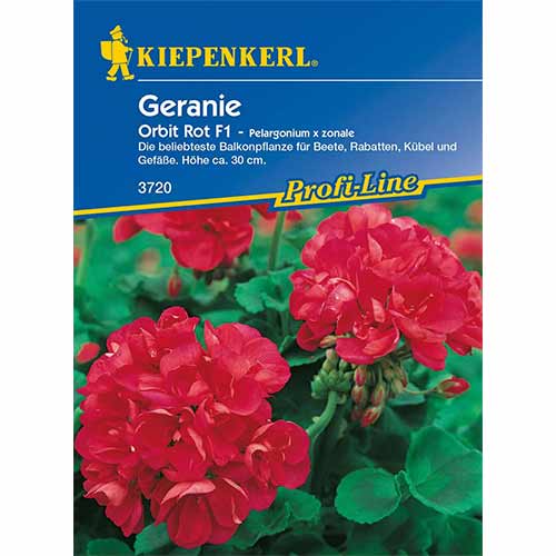 Pelargonija Orbit Rot F1 slika 1 članek 96536