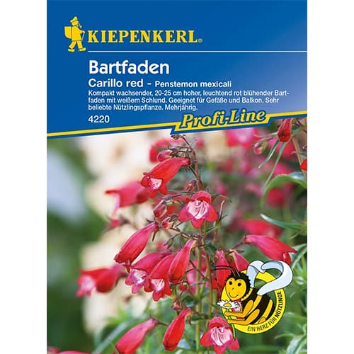 Penstemon Carillo Red slika 1 članek 86248