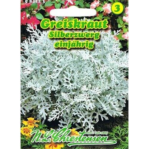 Pepelka (Cineraria) slika 1 članek 87817